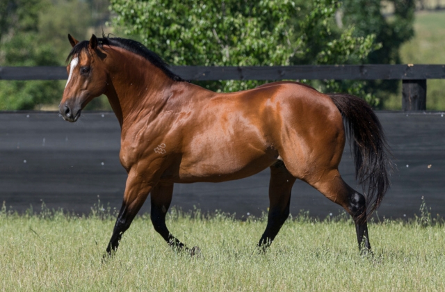 Not A Single Doubt colt tops Day 3 of Magic Millions