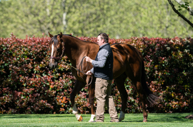 Arrowfield Mating Insights #4: Showtime