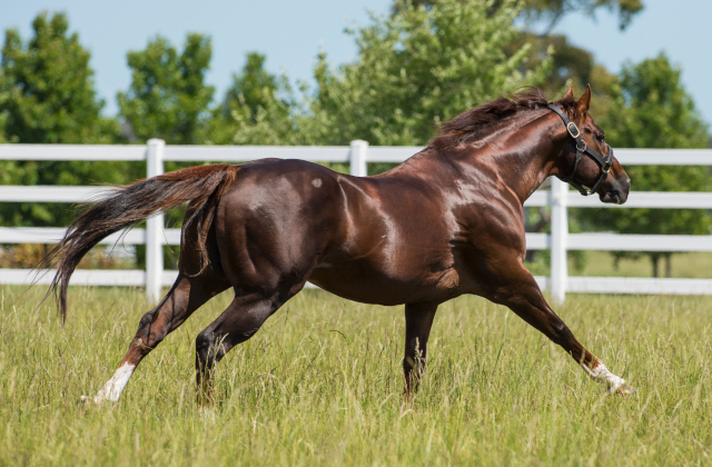 A feast of 2YO trial success for Arrowfield sires