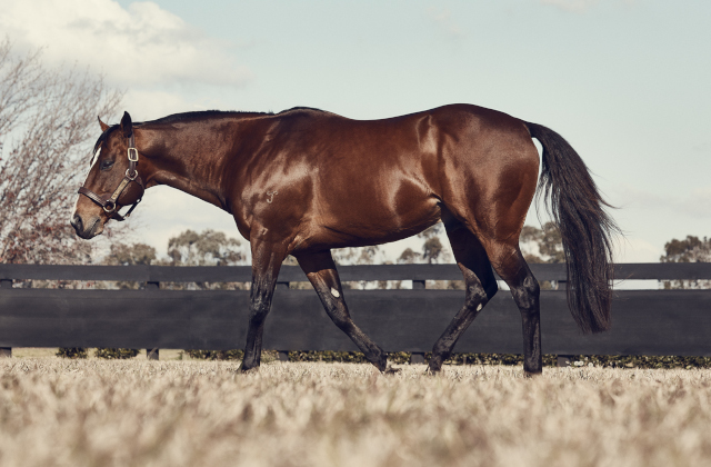 Snitzel filly takes the Typhoon Tracy