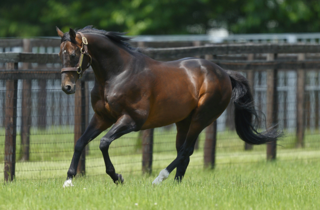 Japanese sires spice up Easter draft