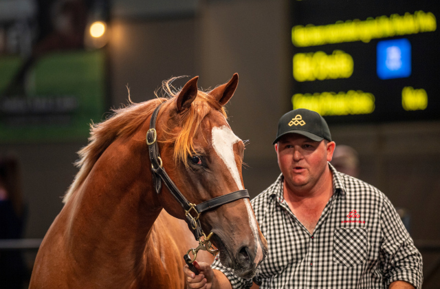 Arrowfield celebrates a record Easter Sale