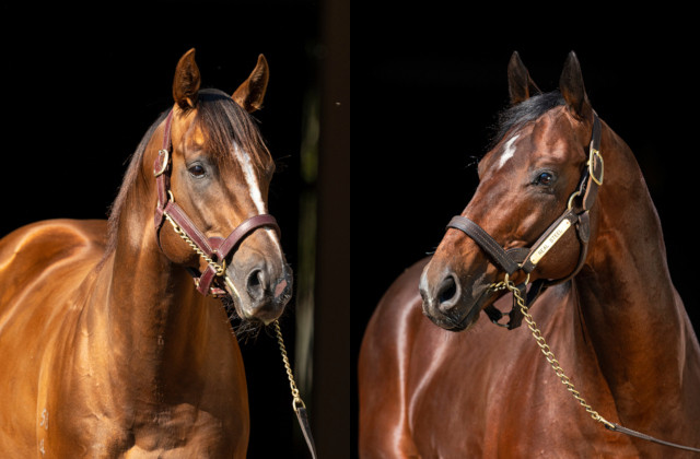 Showtime & Real Steel yearlings debut at Magic Millions