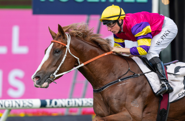 Eight Saturdays, 9 stakes wins for Snitzel