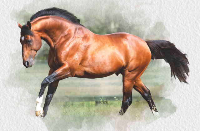 A Showcase of Stallion Power at Inglis Easter 2022