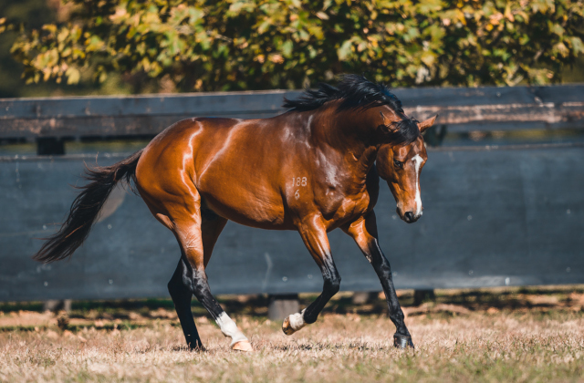 Castelvecchio weanlings sell up to $160,000