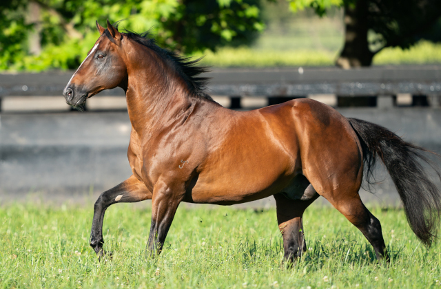The standout sire of stallion prospects…