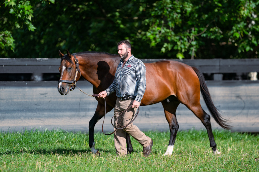 Castelvecchio - Arrowfield