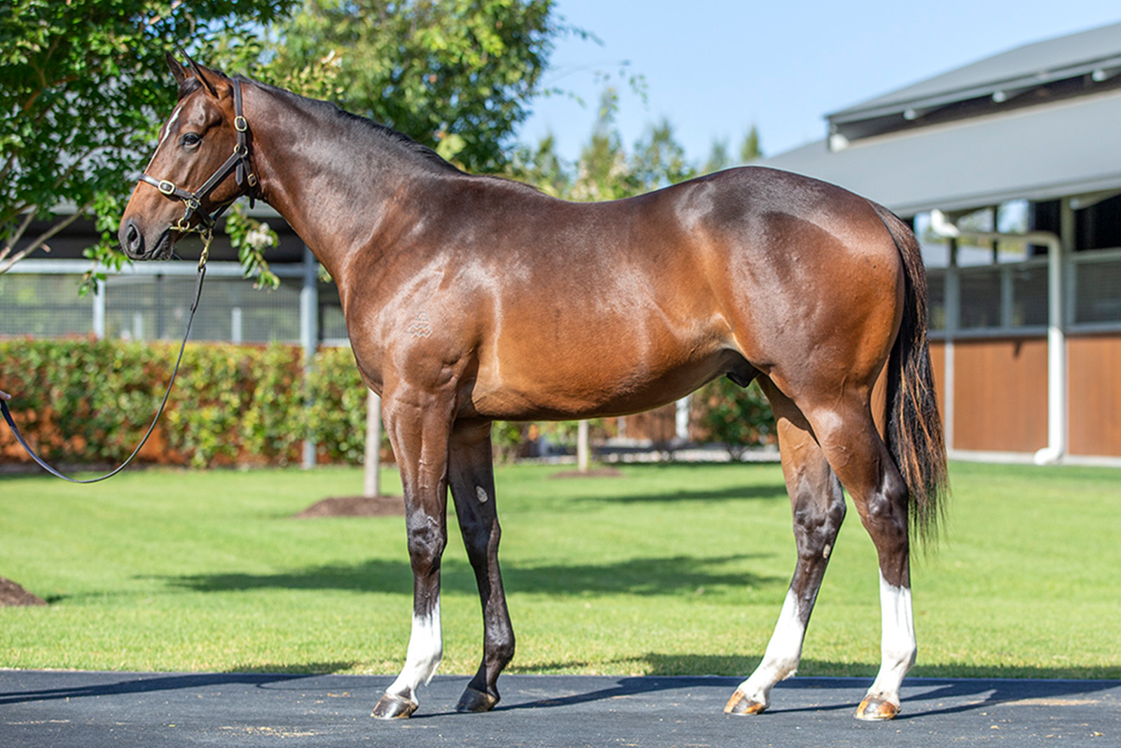 Lot 432 ex Statuette (by Redoute's Choice) colt. Sold at Magic Millions 2023 for $360,000 to Portelli Racing