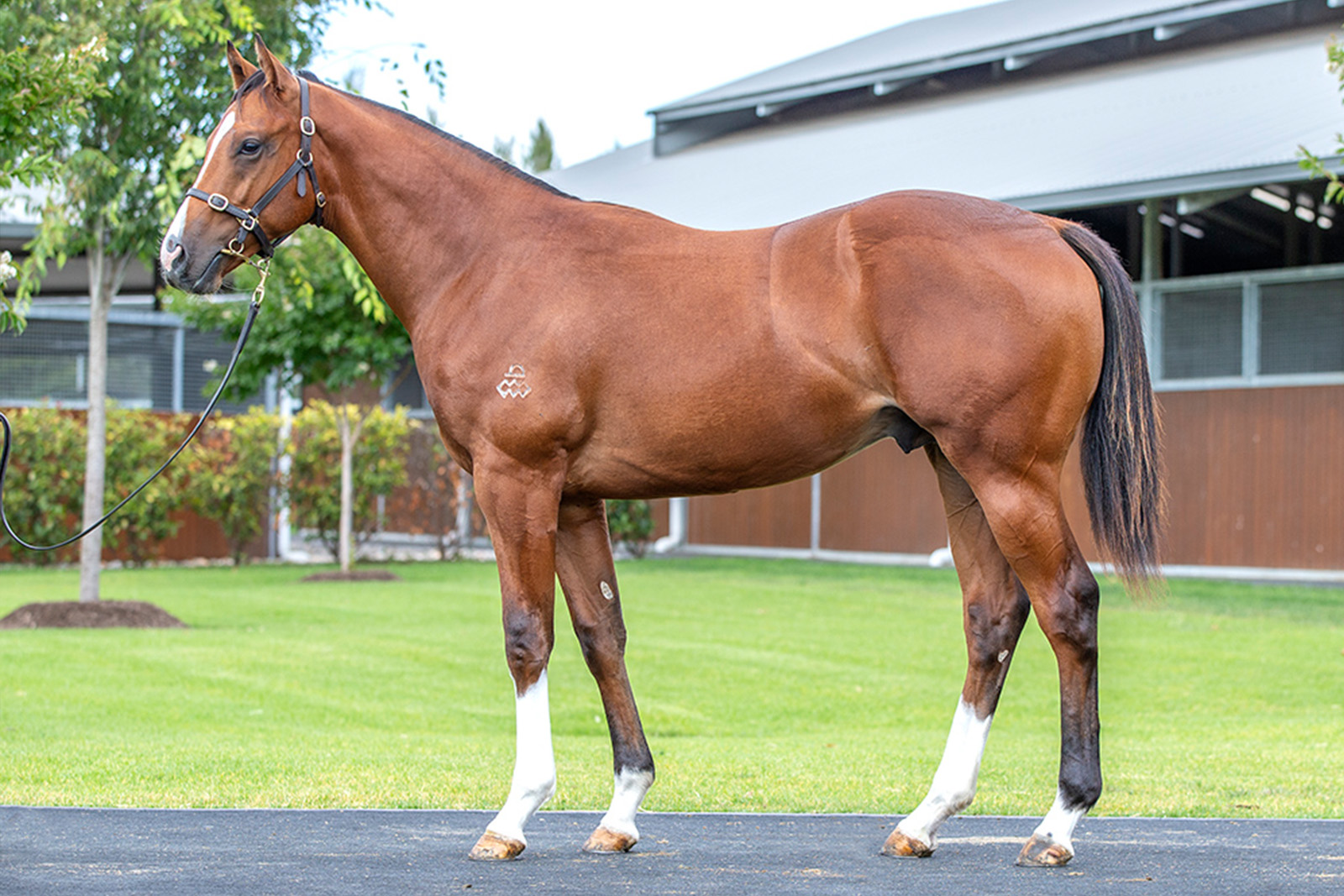 Lot 640 ex Ballet Blanc (by Redoute's Choice) colt. Sold at Magic Millions 2023 for $350,000 to Wendy & Ottavio Galletta