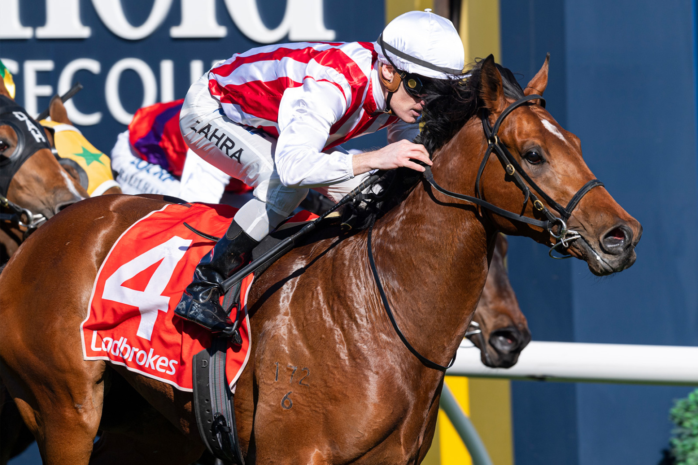 Dundeel - Arrowfield