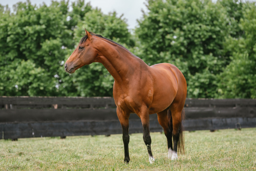 The Autumn Sun - Arrowfield