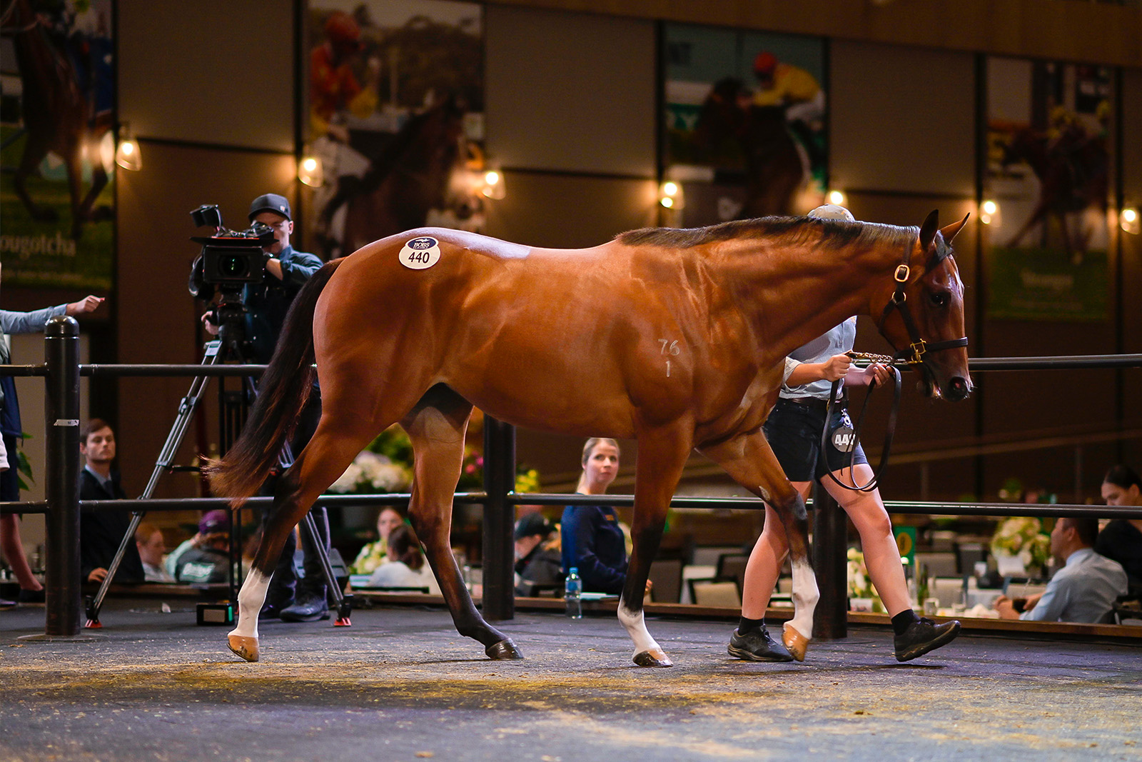 Inglis Easter 2023 sale-topping The Autumn Sun x Via Africa filly. Sold by Silverdale Farm for $1.8 million.