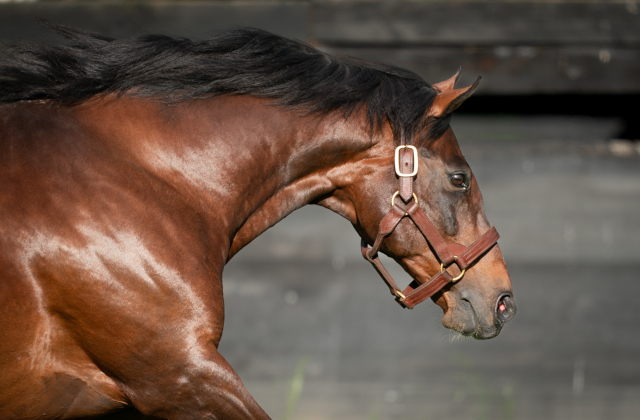 Four 2022/23 titles for Arrowfield sires