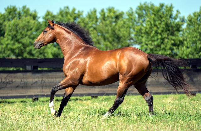 Autumn Boy dominant in Listed win