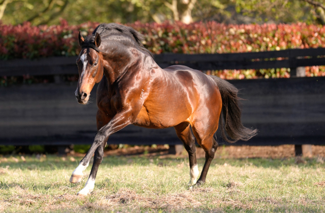 Dundeel – Sire of brilliant 2YOs