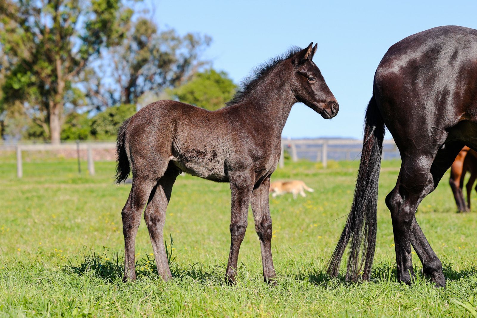 Hitotsu x Ivy Blue (by Arlington) colt