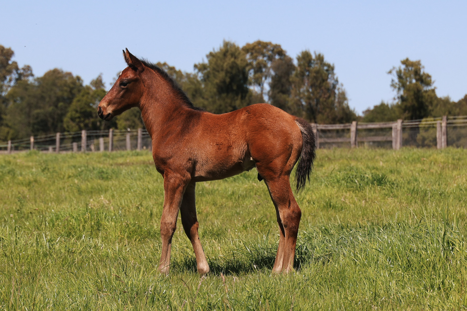 Hitotsu x Jackrabbit Jimmy (by I Am Invincible) colt