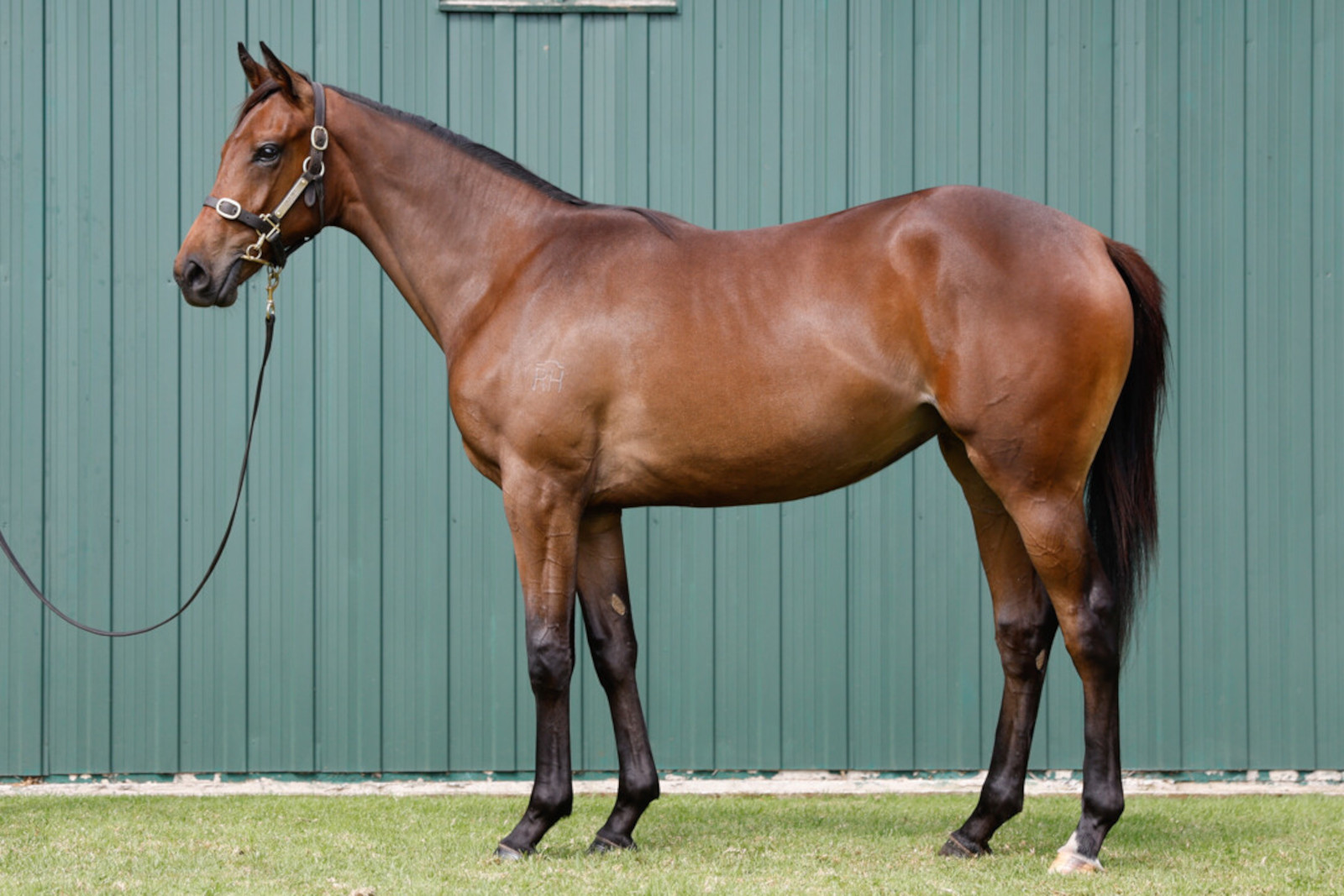 Sydney SW AELIANA as a NZ$180,000 NZB Karaka Book 1 yearling