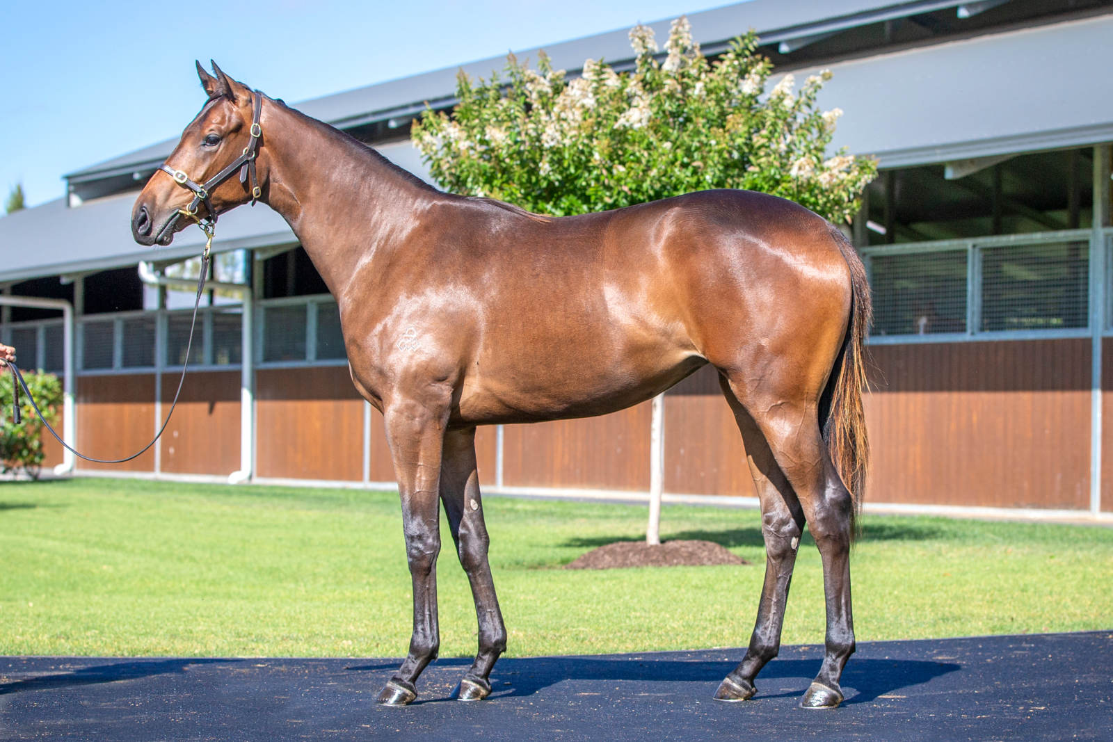 Flemington stakes placegetter Comanche Miss as a Magic Millions yearling