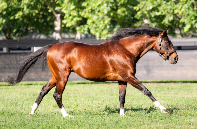 Maurice colt wins Group 2 sprint