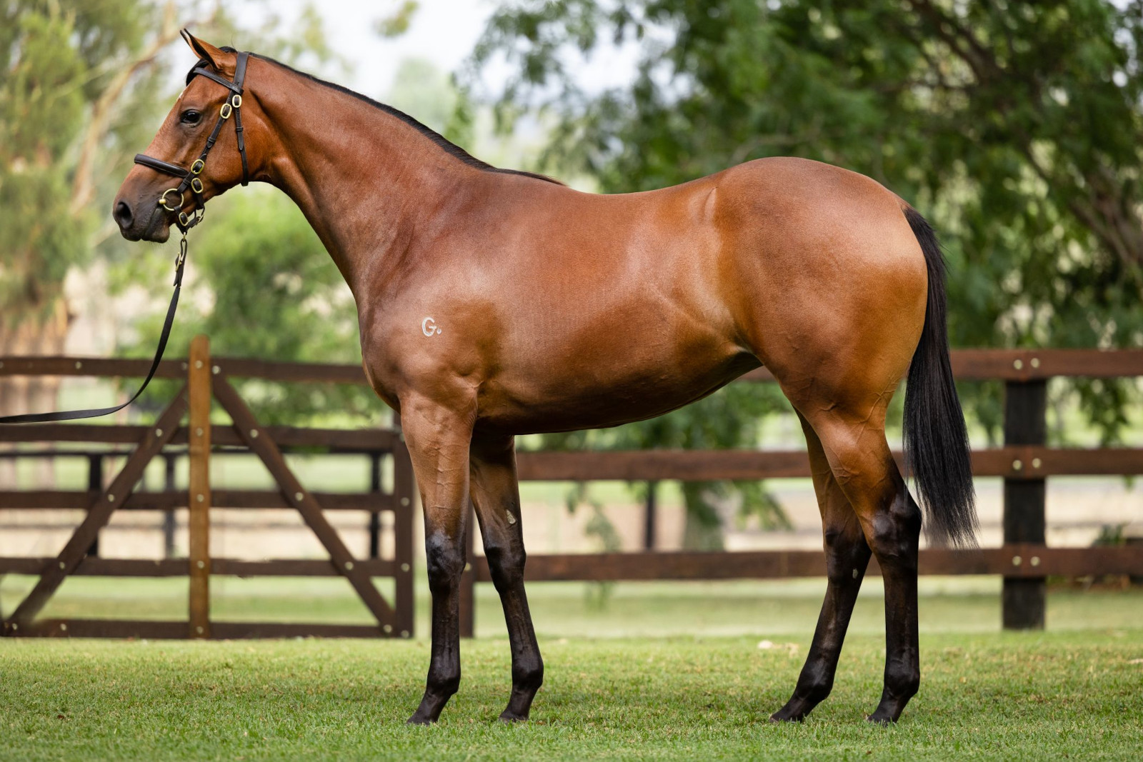 Motoscafo, winner of her 3rd start, as a $240,000 Inglis Easter yearling