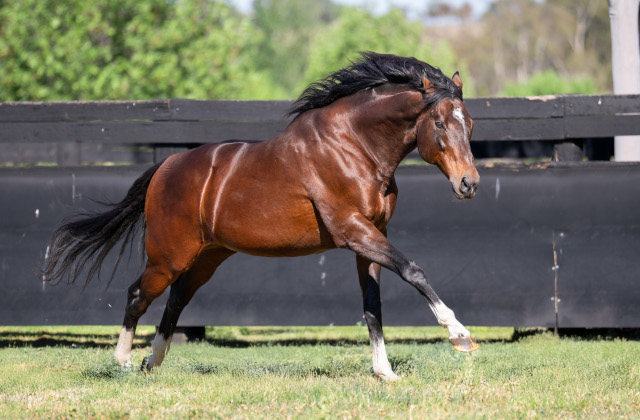 Maurice 2YO wins G1 Futurity Stakes