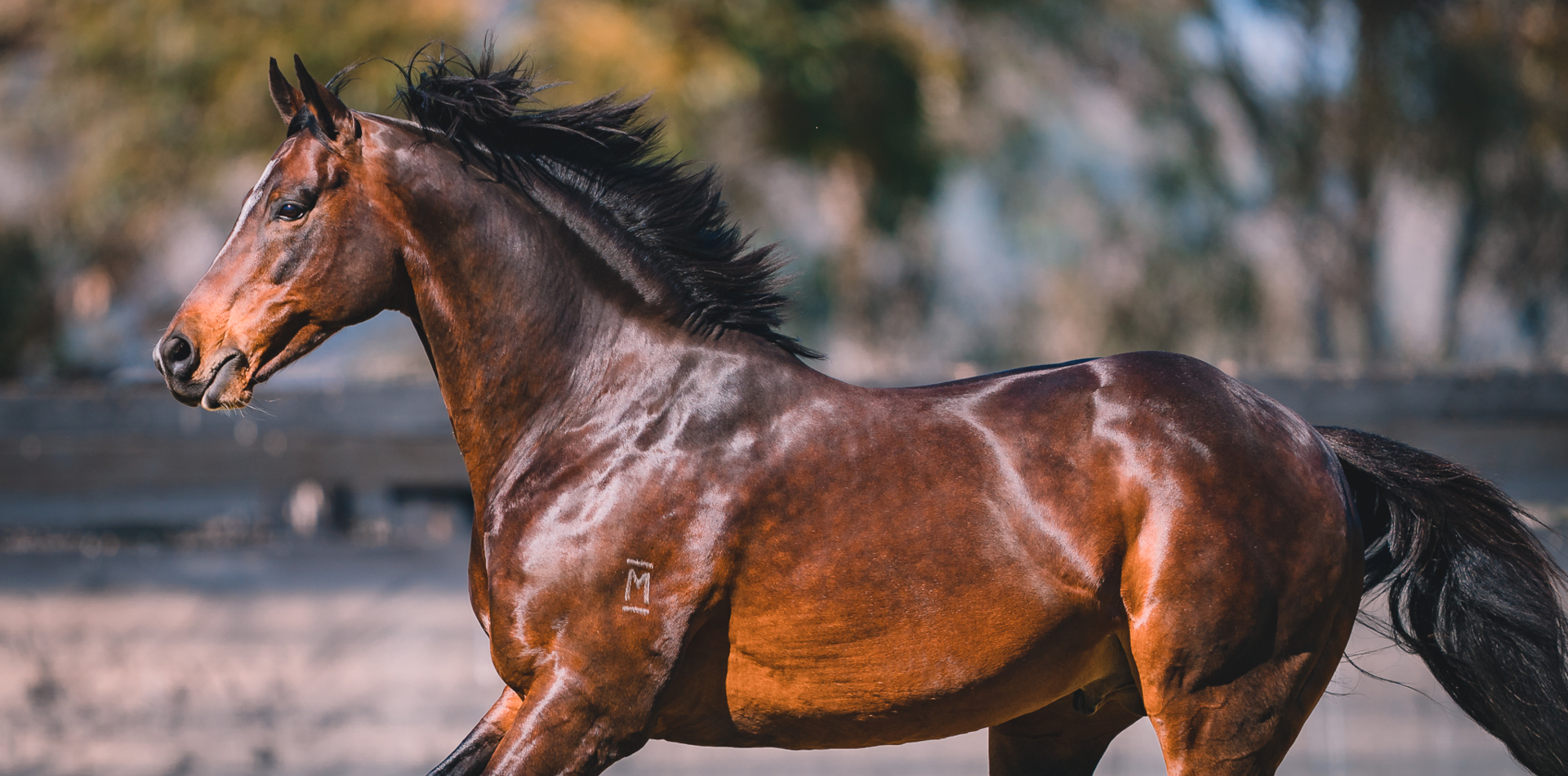 Dundeel’s daughter & son star in NZ