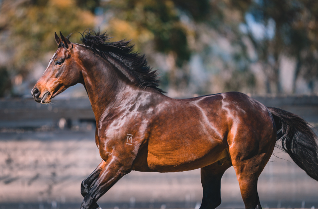 Dundeel’s daughter & sire son star in NZ