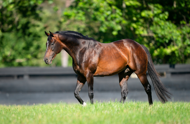 Stakes double for Dundeel’s 3YO daughters