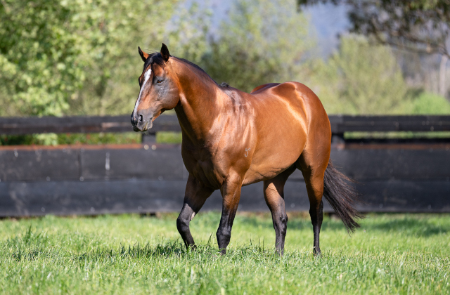 Snitzel 2YO colts fill Group 3 trifecta