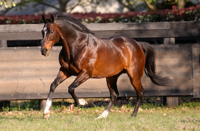 Dundeel adds his 37th stakeswinner