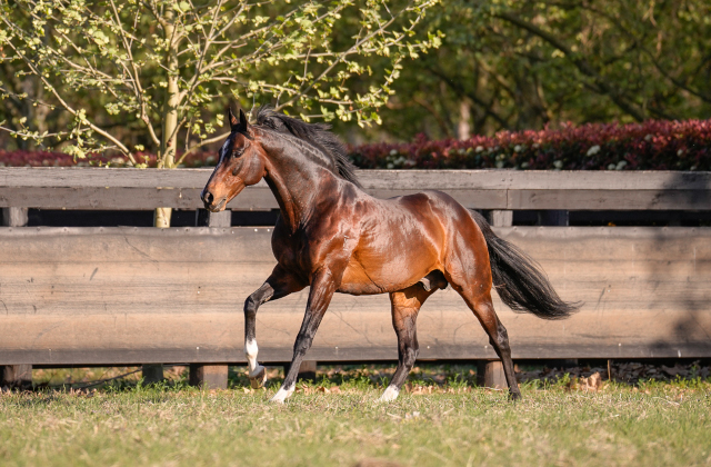 Dundeel filly wins G1 South Australian Derby