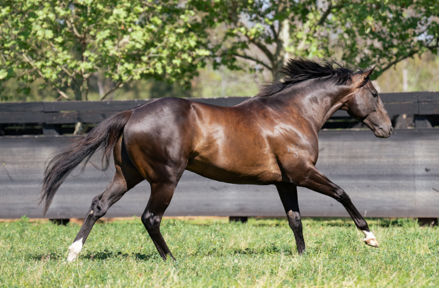 First Hitotsu weanlings well-received