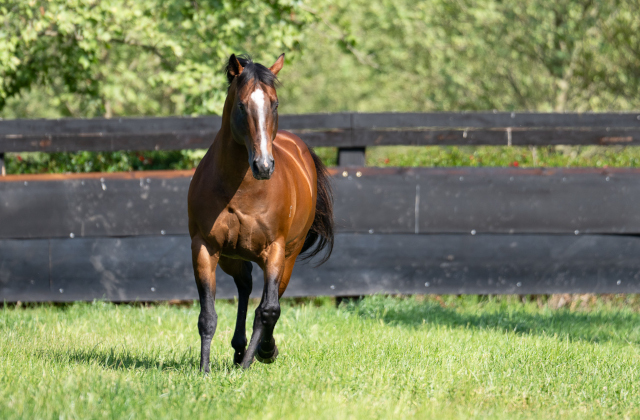 Beadman hits fresh marks for Snitzel