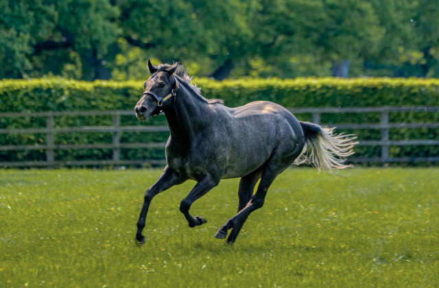 Vandeek’s half-brother wins G2 Royal Ascot Coventry Stakes