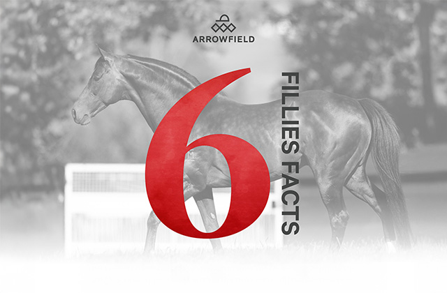 Dundeel: 6 Fillies Facts