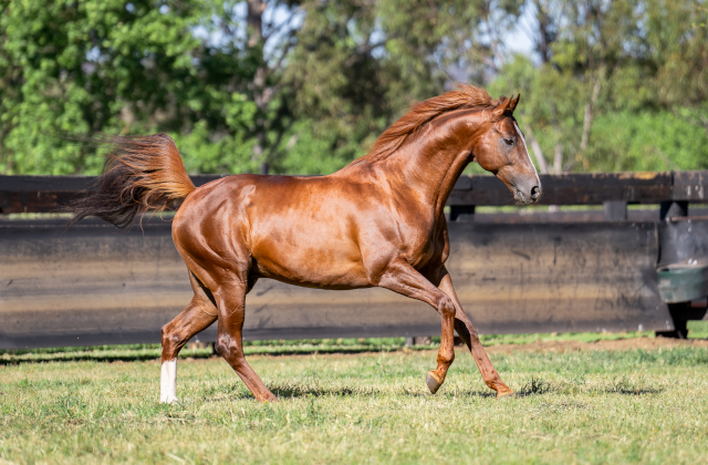 Admire Mars filly wins G1 Shuka Sho