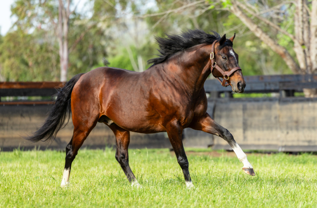 SW No. 34 for Maurice