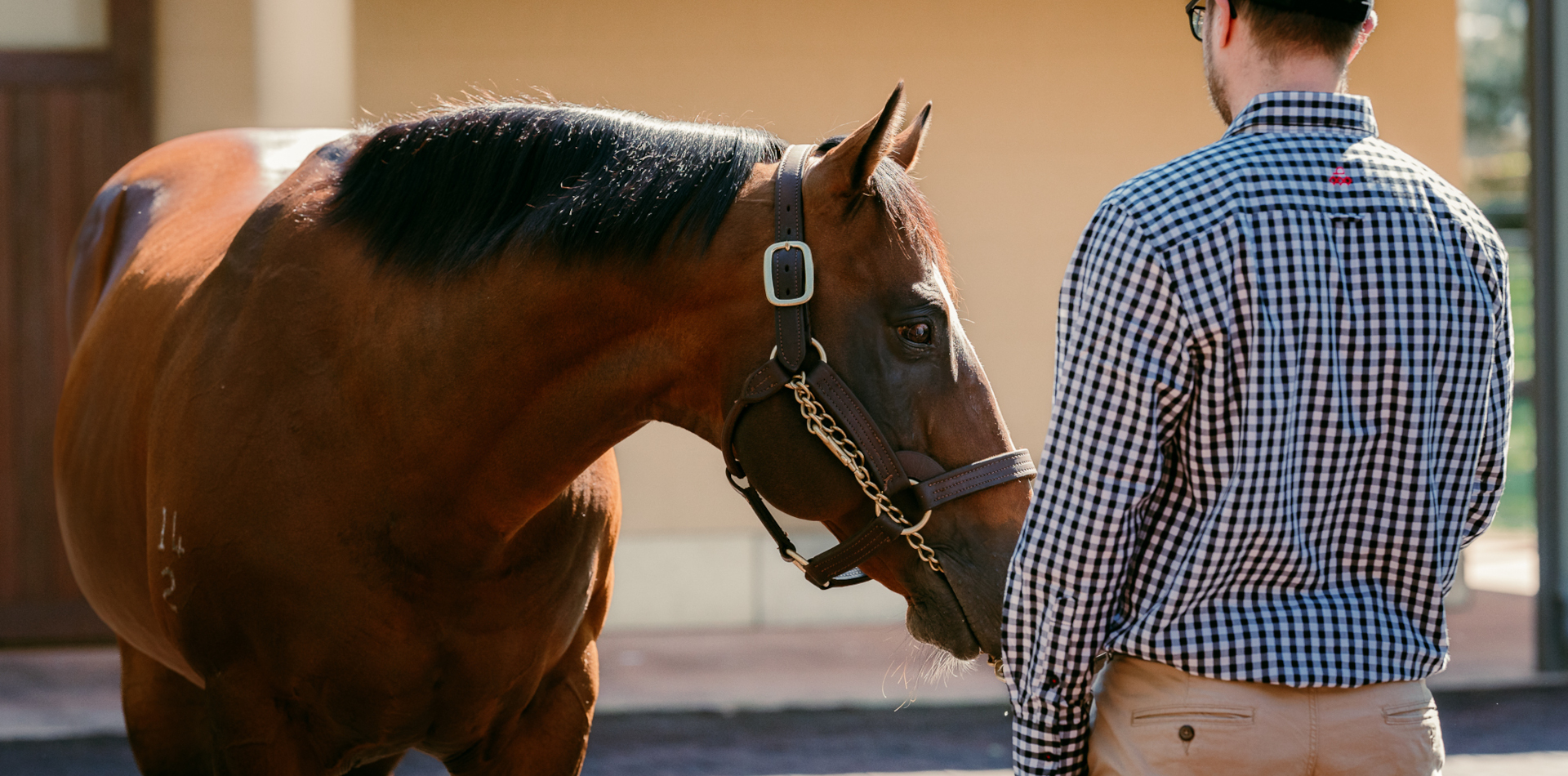 Strong NZ 2YO results for Arrowfield sires