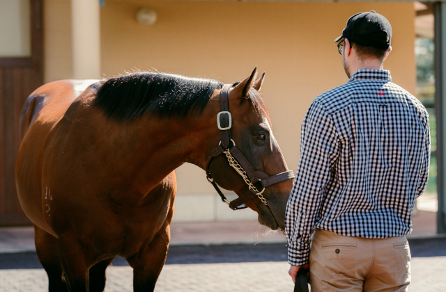 Strong NZ 2YO results for Arrowfield sires