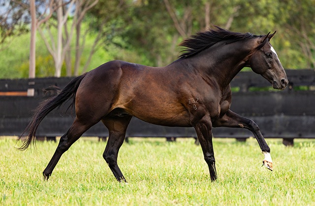 Preview of Hitotsu’s first Magic Millions yearlings