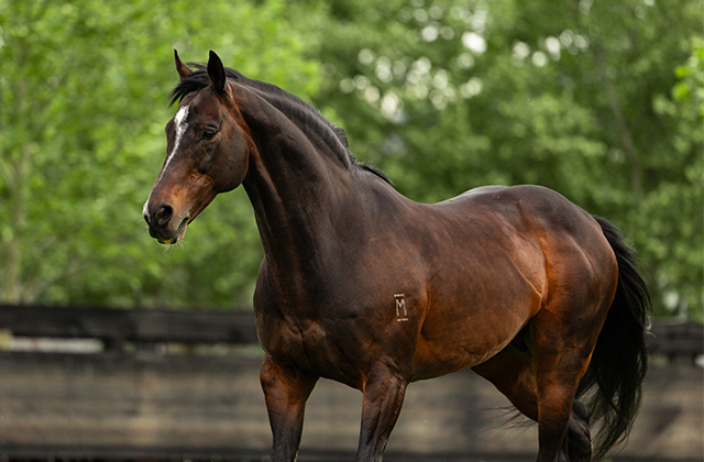 Forging High Chaparral’s legacy