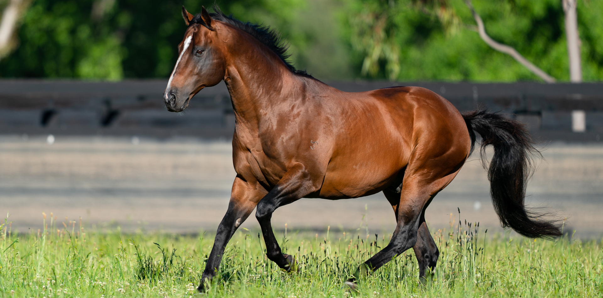 Snitzel rockets into 2026