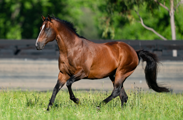 Snitzel rockets into 2026