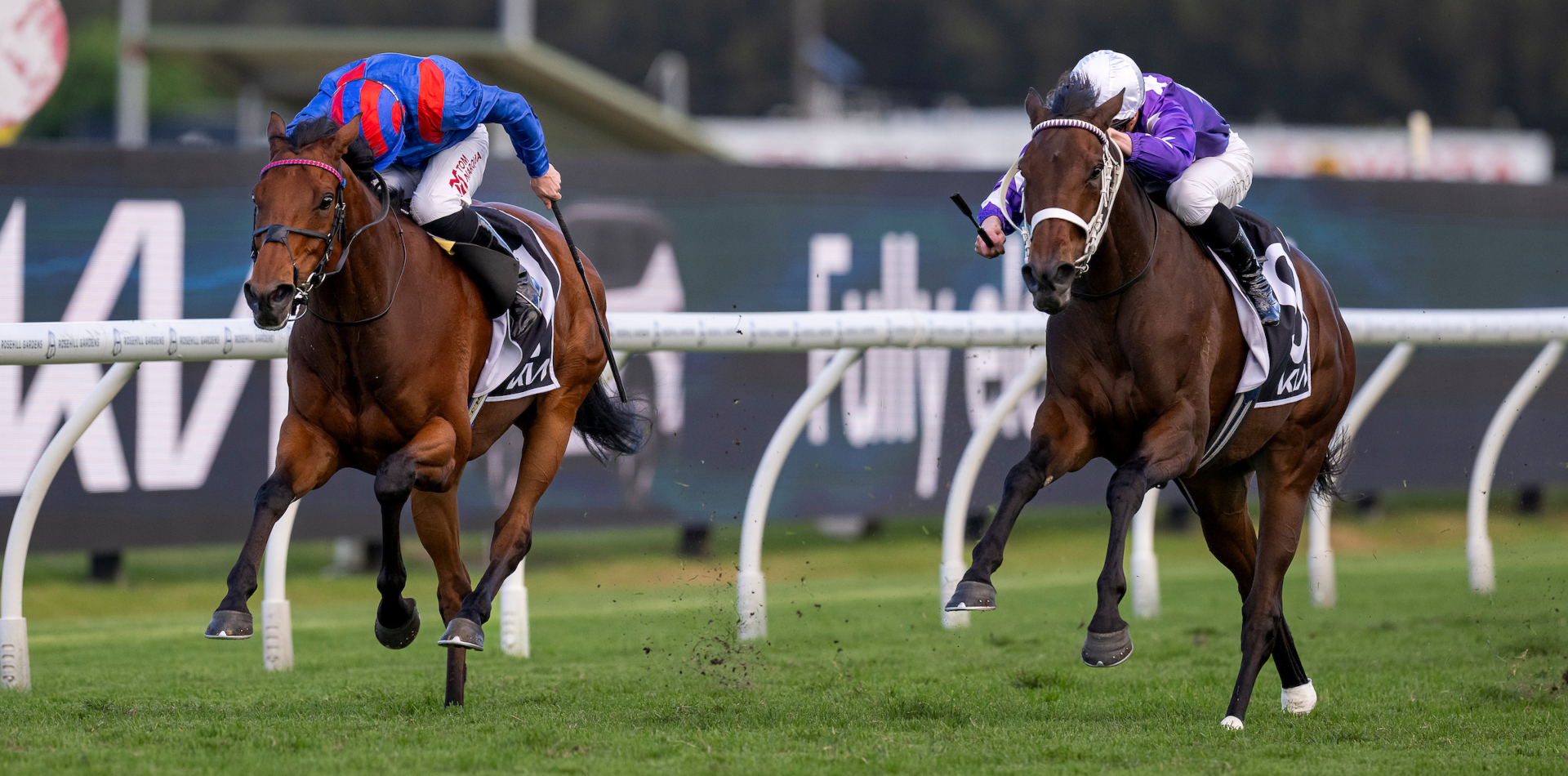 Super Saturday for Dundeel & Castelvecchio