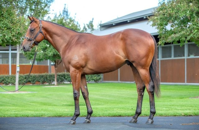 Arrowfield tops a challenging Easter Sale