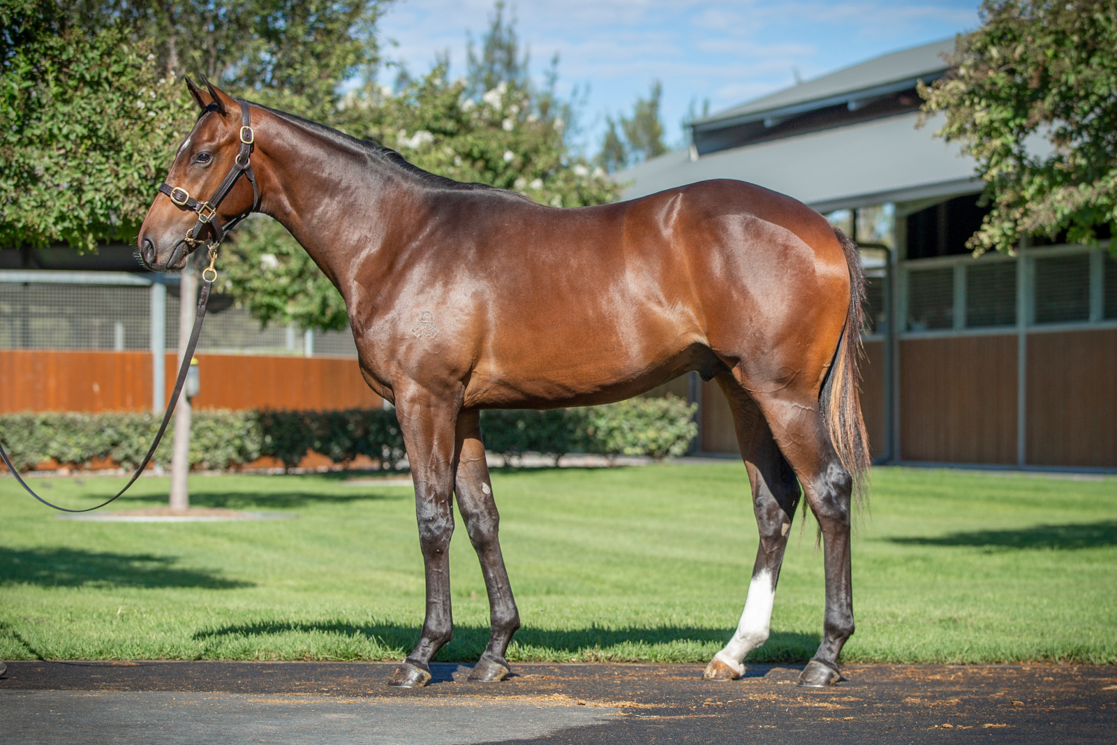 $600,000 colt ex Edgy Style (by Harbinger)
