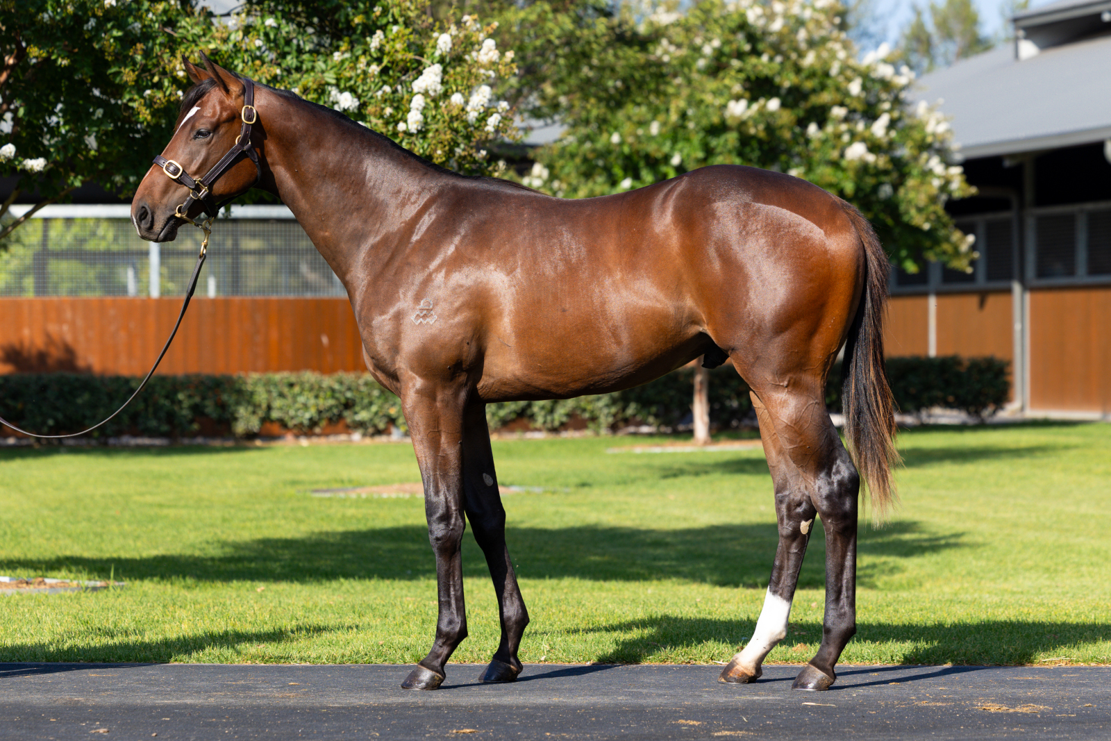 $390,000 colt ex Panzerfaust (by Redoute's Choice)
