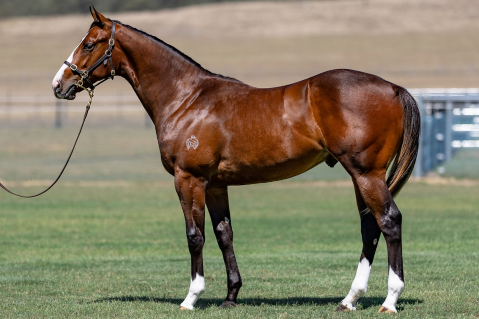 $240,000 colt ex Sista Act (by Falvelon)